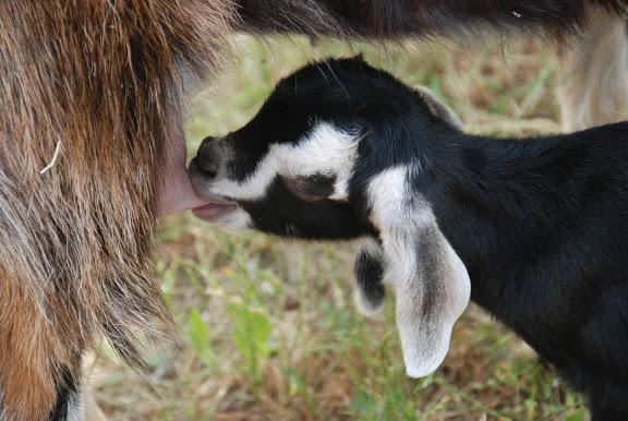 Yarok Az - Ecolodge Farm Ilaniya Eksteriør bilde