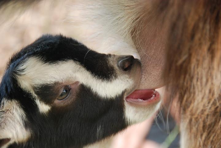 Yarok Az - Ecolodge Farm Ilaniya Eksteriør bilde